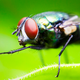 Illustration for article titled 75 Close-Ups Of Bugs